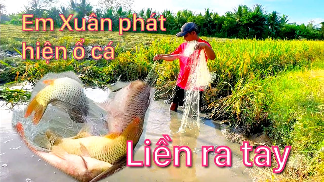 Bất ngờ em Xuân phát hiện ổ cá trên đồng ruộng liền ra tay và cái kết.