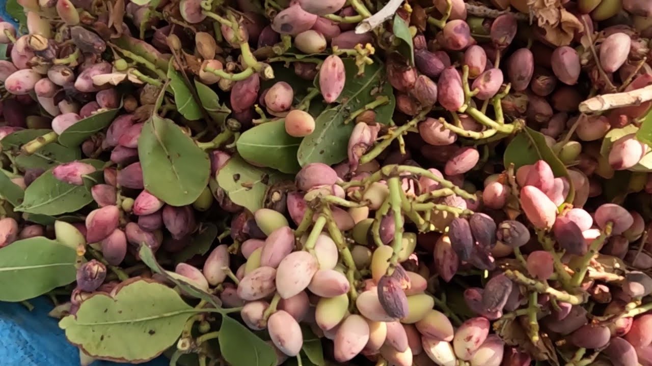 Harvesting and preparing pistachios in the pistachio farm_rural life style of IRAN