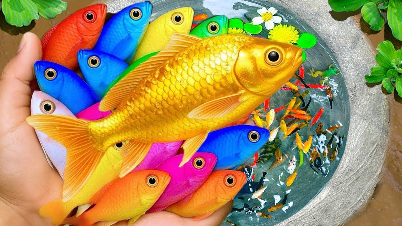 Catch colorful baby fish under clear water, unusual! | Molly Fish, Sam Fish ,Koi Fish,Betta fish.