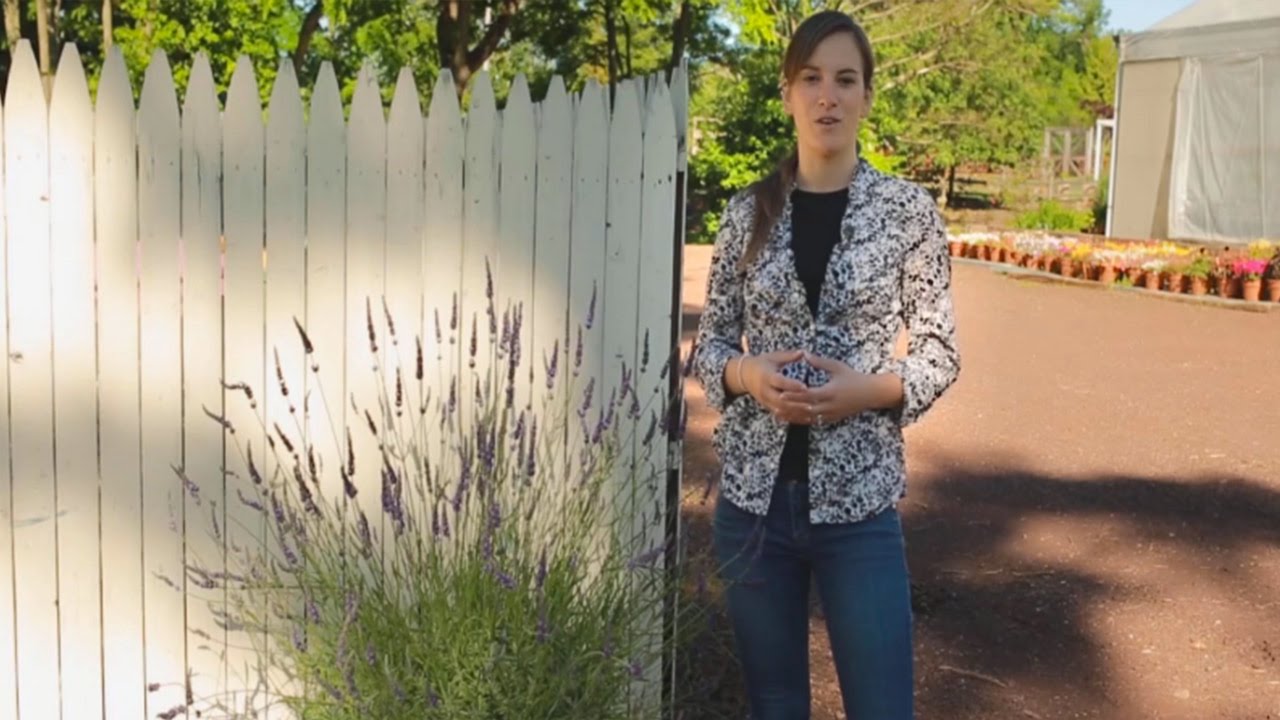 Container Lavender