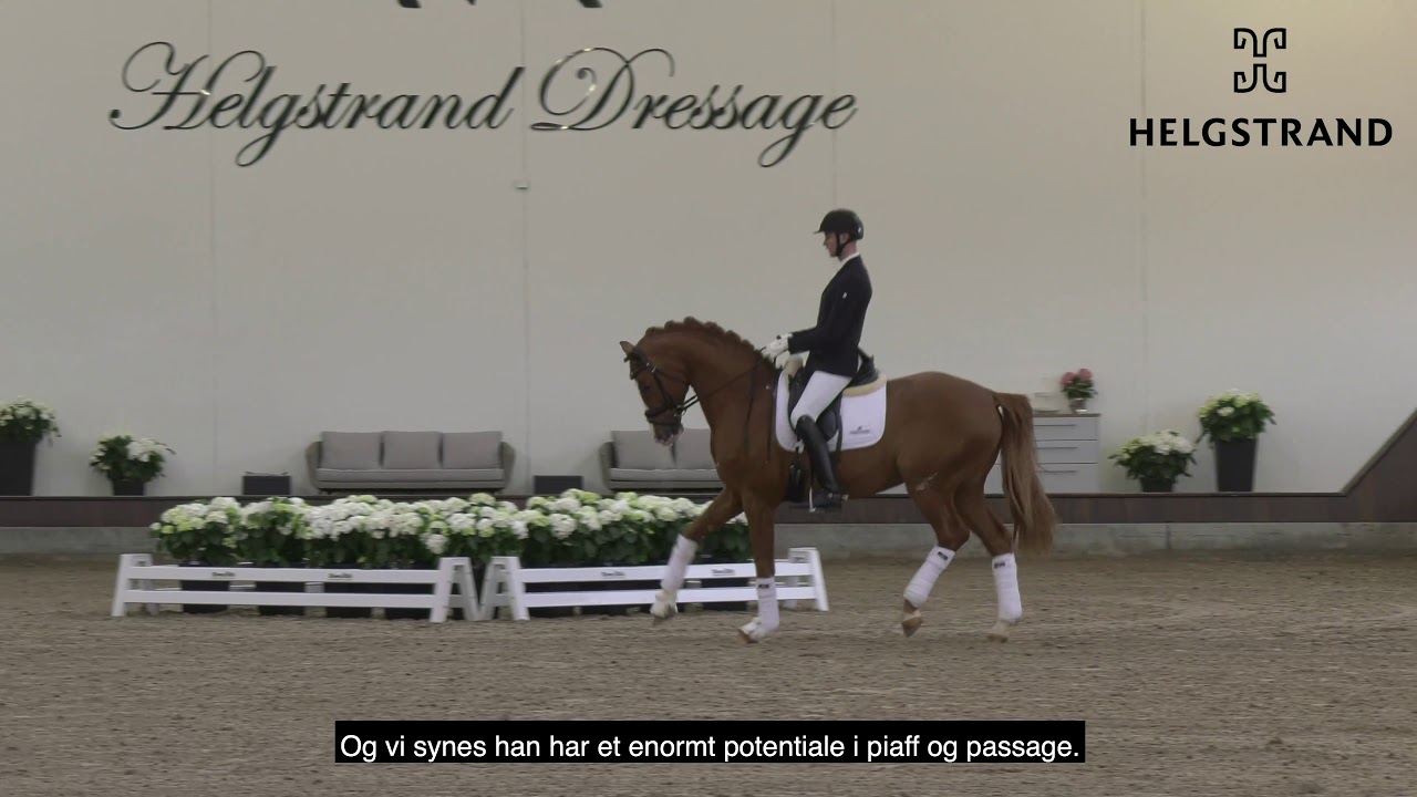 Helgstrand Stallion - Quaterhit 2020
