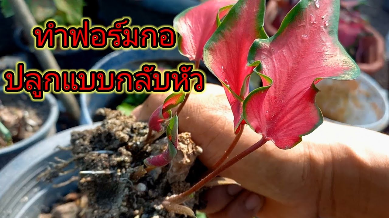 ปลูกบอนสี 🪴แบบกลับหัว🌻 ทำฟอร์มกอได้ผลดีเกินคาดปลูกแปลกแตกต่าง @108อีสานบ้านนา
