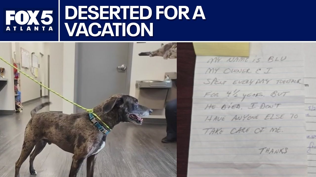 Couple charged for abandoning their dog and going to Maui | FOX 5 News