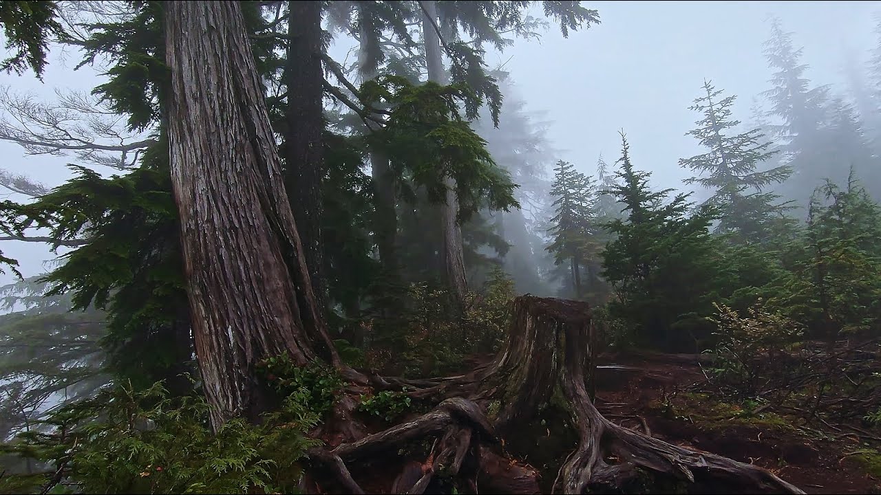 Cold Foggy Forest Hike On The Harvor Lunden Trail and Upper Lakes