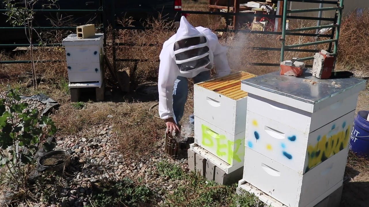 I dropped a frame of bees! Hive Inspection in October