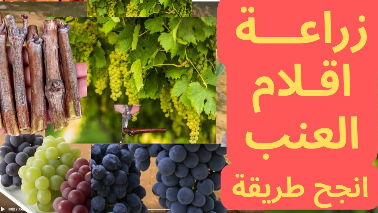 طريقة زراعة اقلام العنب | انجح طريقة