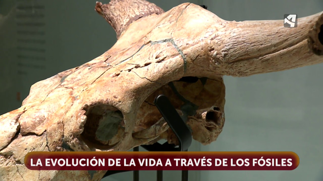 Los fósiles del Museo de Ciencias Naturales de Zaragoza