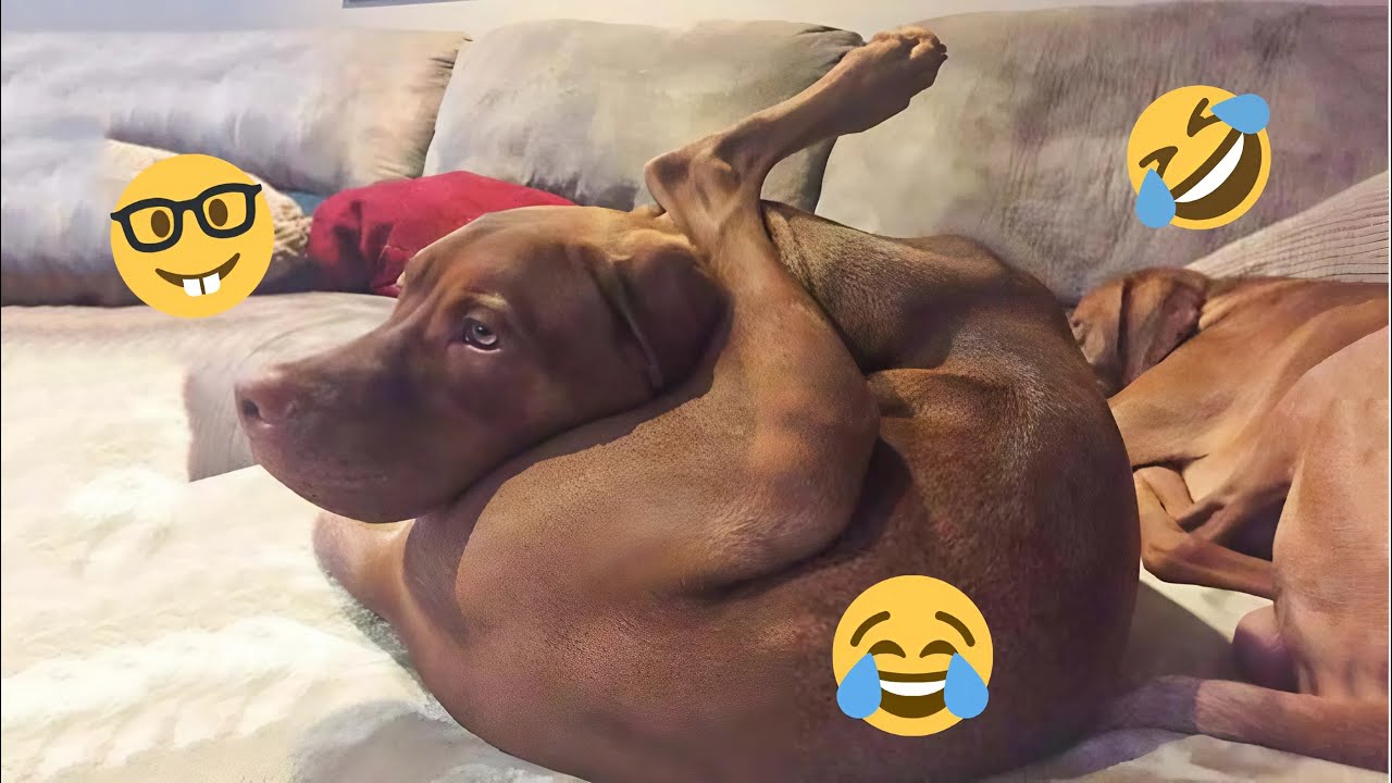 HILARIOUS DOGS Being Weird 🤪 NEW Funniest Dogs Video 2025 #1