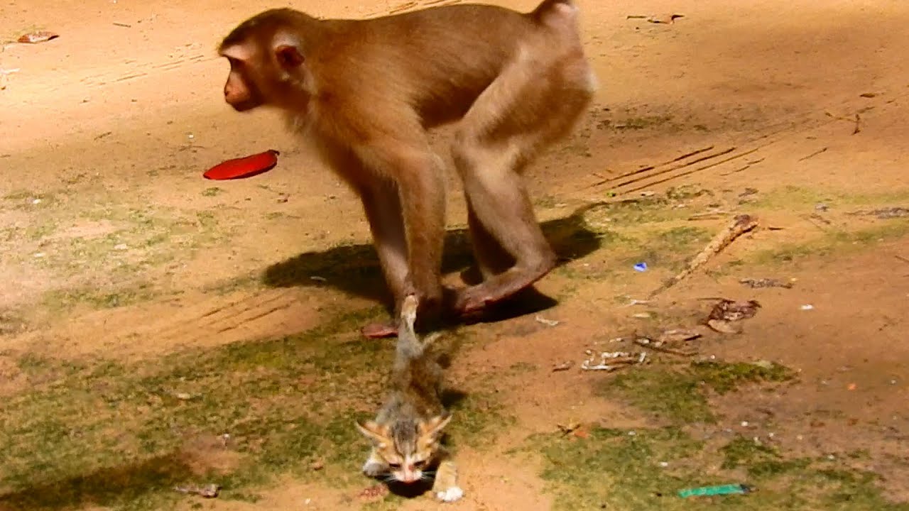Monkey has got a cat and to pulling on floor cat cried no one know what's monkey doing with cat?