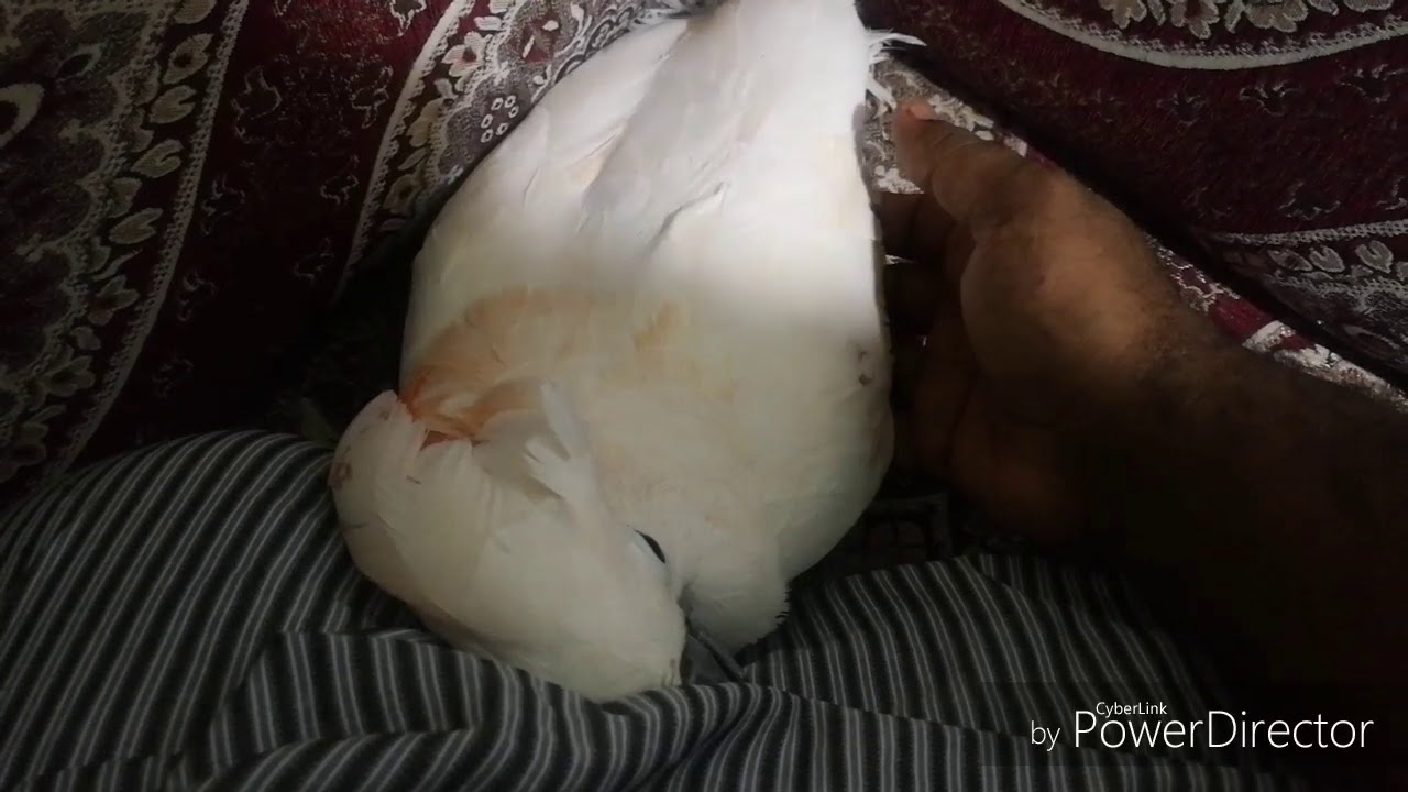 ترويض ببغاء كوكاتو ملوكان