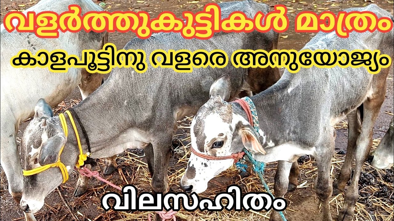 കാളപ്പൂട്ട് | വളർത്തു കാളകുട്ടികൾ മാത്രം |Buffalo | TECH AND VLOGS