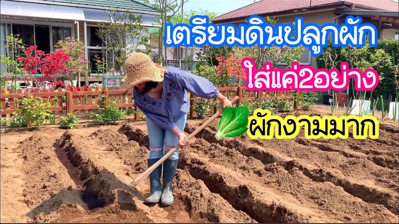เตรียมดินปลูกผัก ใส่แค่2อย่าง ผักงามผลิตดี