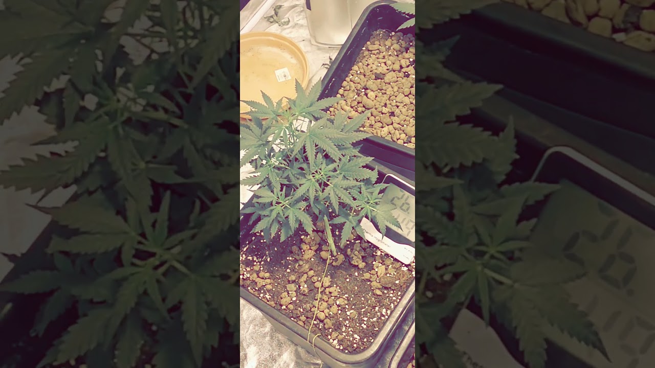 stardawg auto week 4