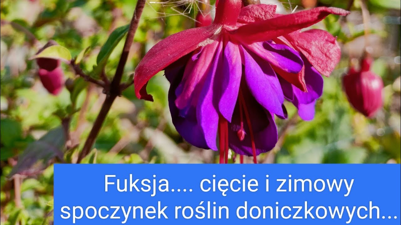 Fuksja na lata, to możliwe. Jak przygotować donice z kwiatami do zimowego odpoczynku. Cięcie fuksji.