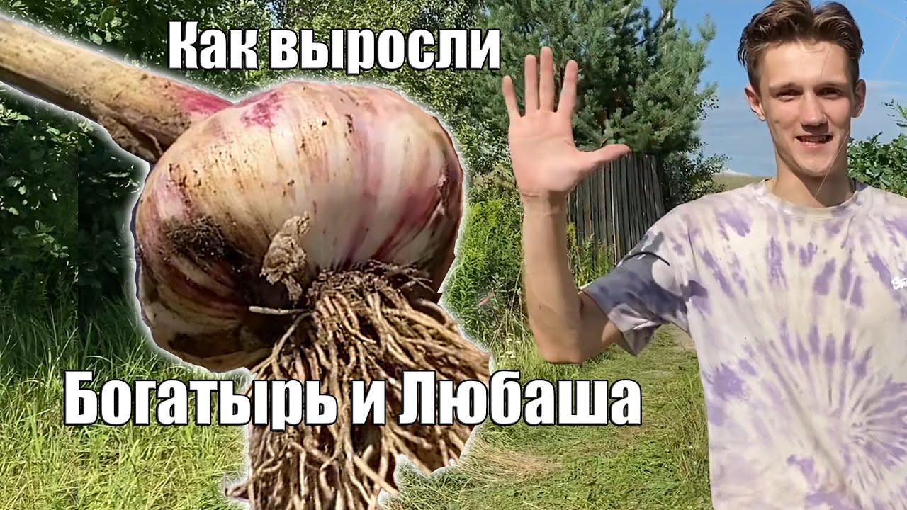Сорта ЧЕСНОКА Богатырь и Любаша - Как выросли и какой в 2023 году урожай?