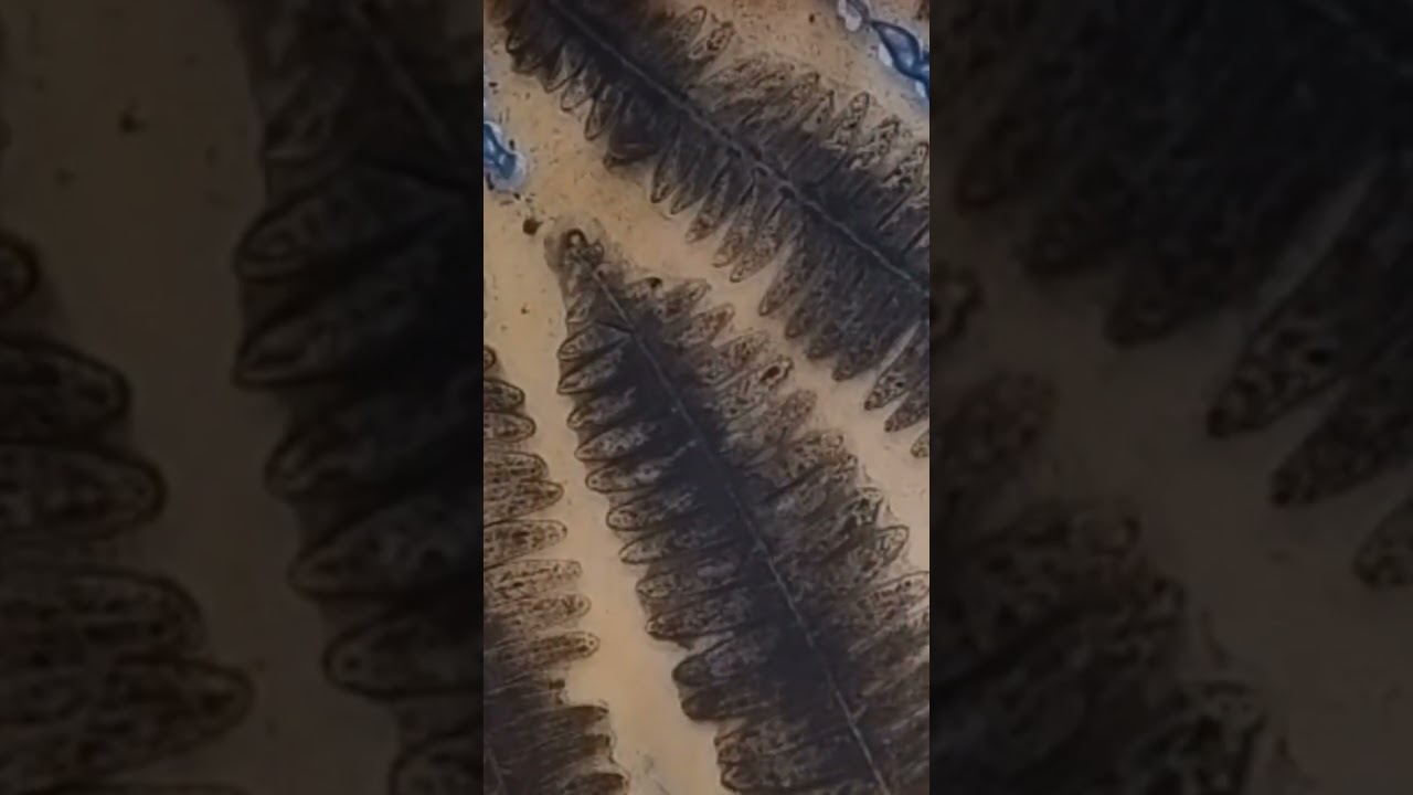 Estampas botánicas con Gelli plate 