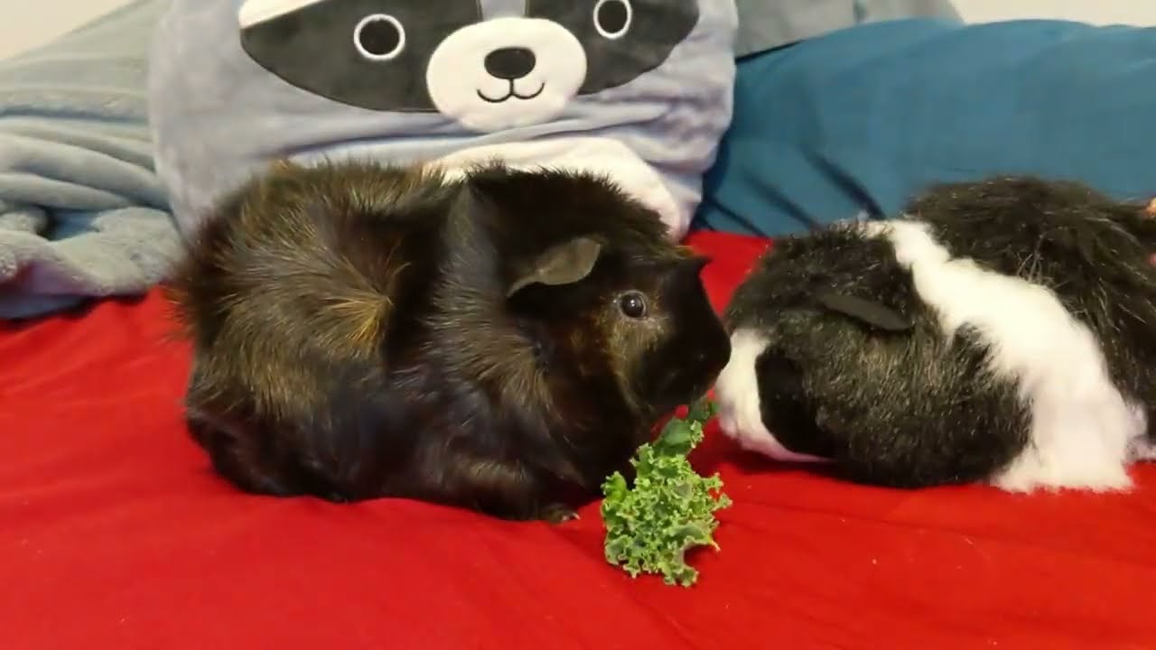 Guinea Pig Videos! January 2022 Kona and Suba Guinea Pig Compilation
