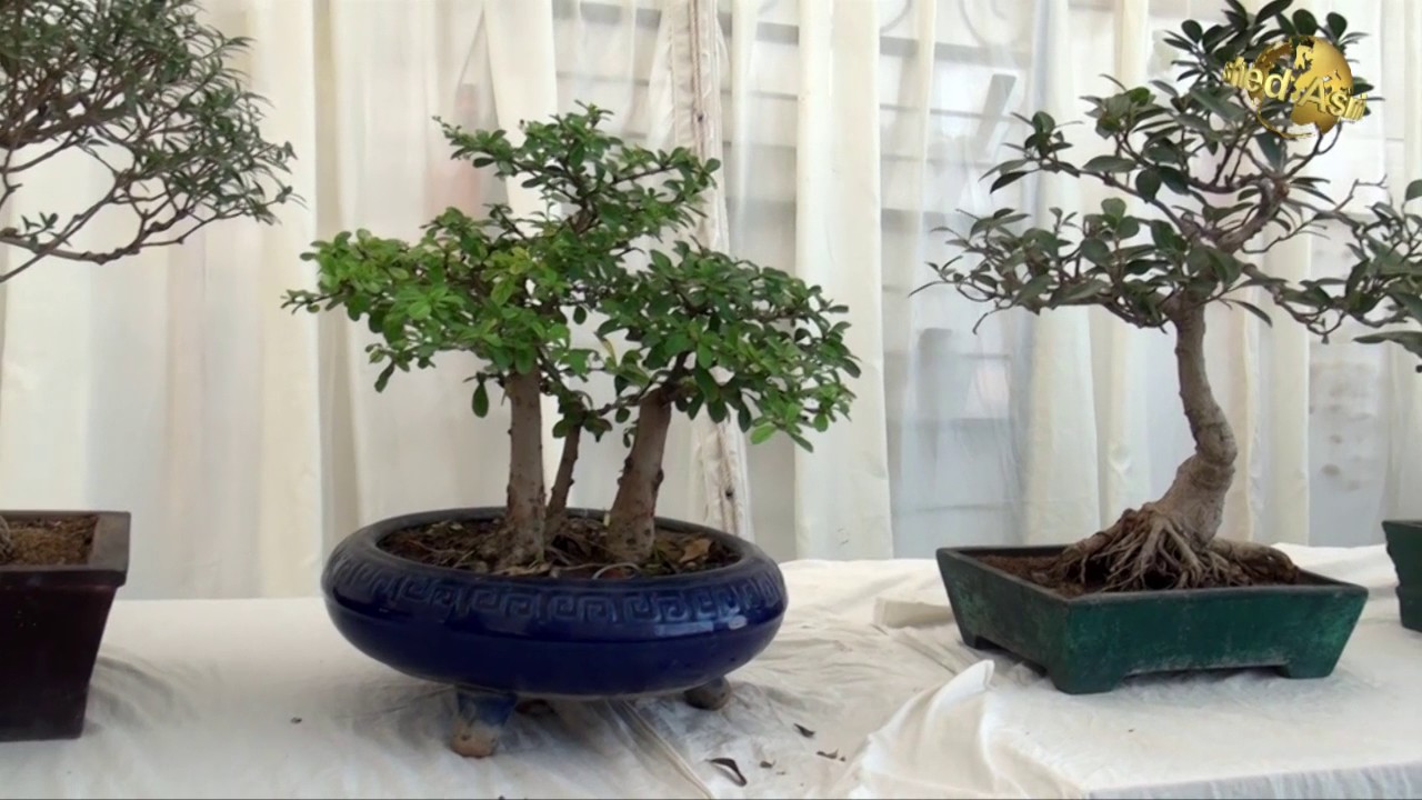 Pakistan Bonsai Society at flower show karachi (A interview with Dr saeed Khan)