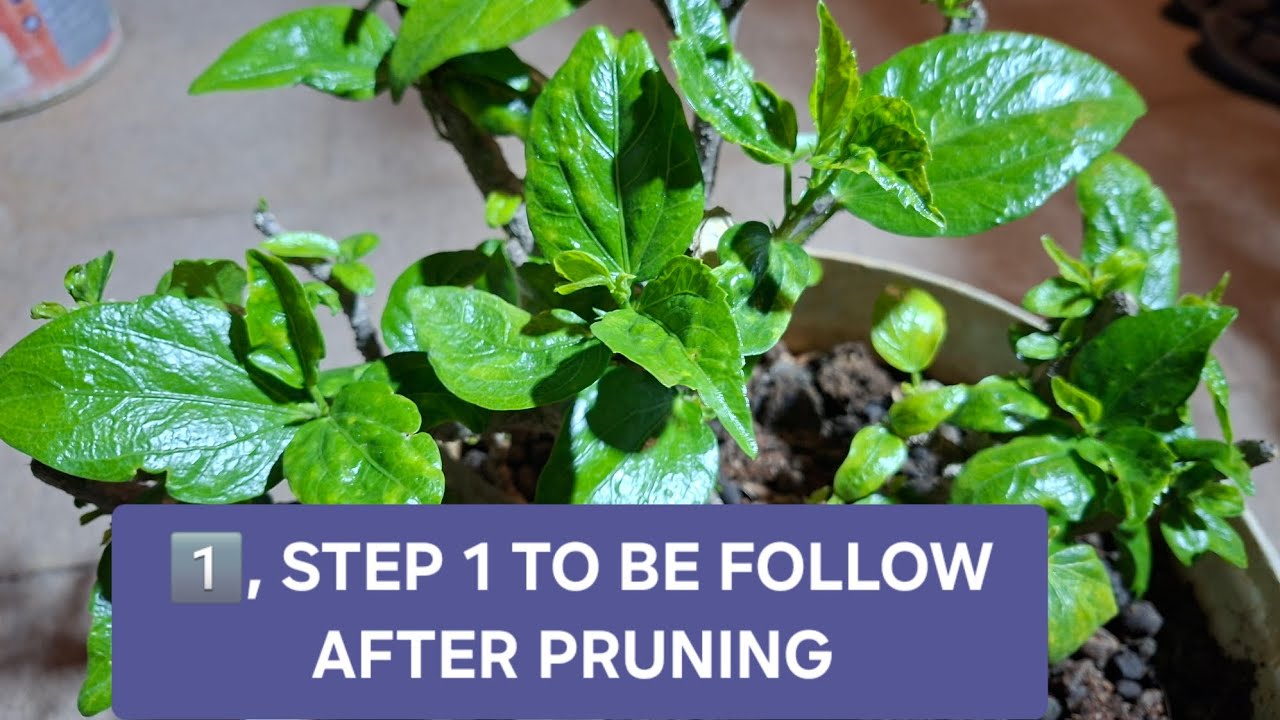 🟢 STEP ONE PROCEDURE IMMEDIATELY AFTER PRUNING/ GARDEN CARE TIPS FOR HEAVY BLOOMING........