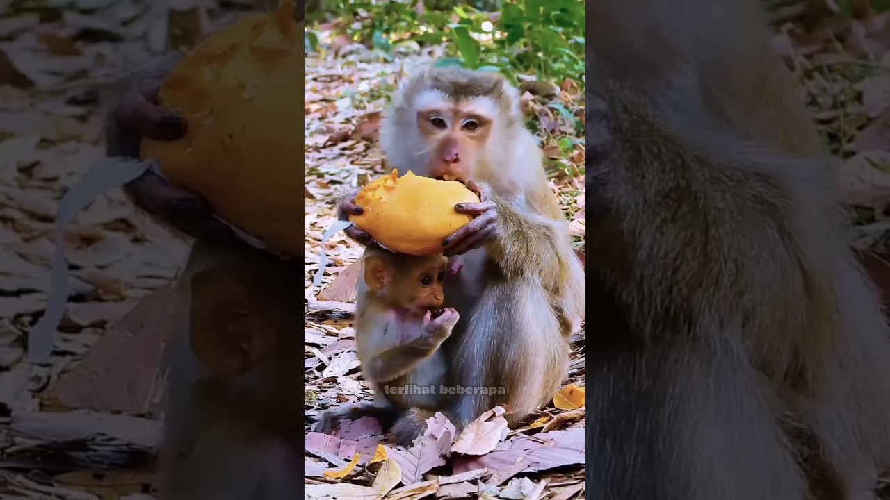 Monyet hutan || Monyet makan buah 