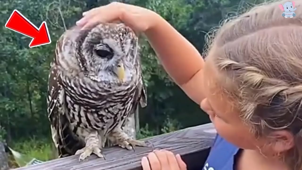 A Quiet Rescue That Sparked an Unlikely Friendship Under the Starlit Countryside Sky.