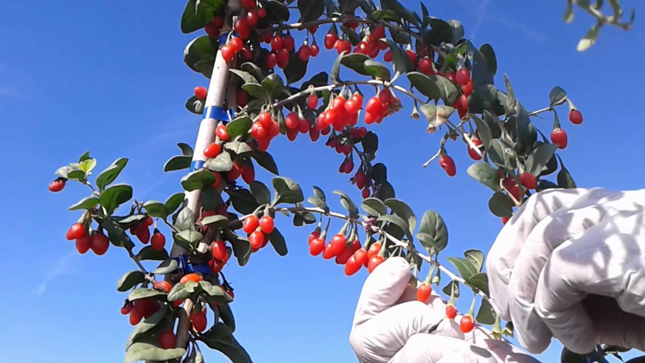 raccolta bacche di goji