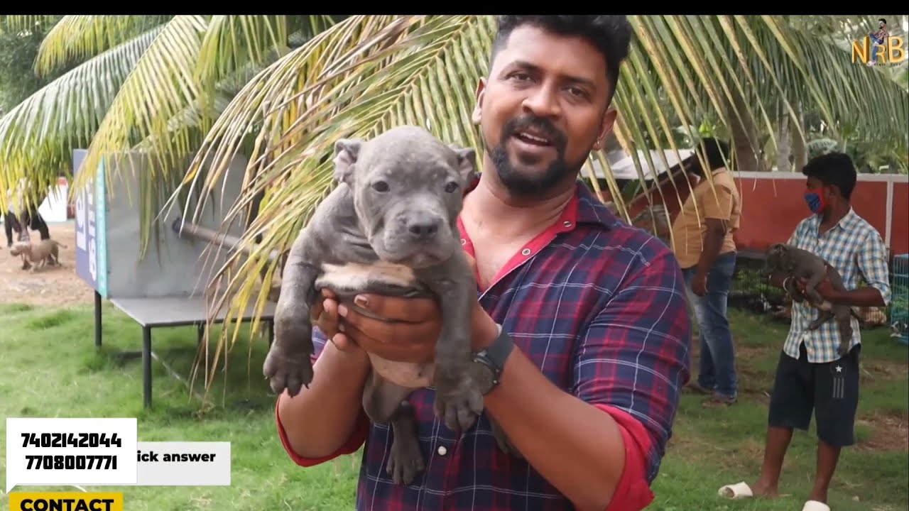 DOG For Sales/Delivery Available/Puppy's Price List/Kennel in Tamilnadu/Nanga Romba Busy/NRB.