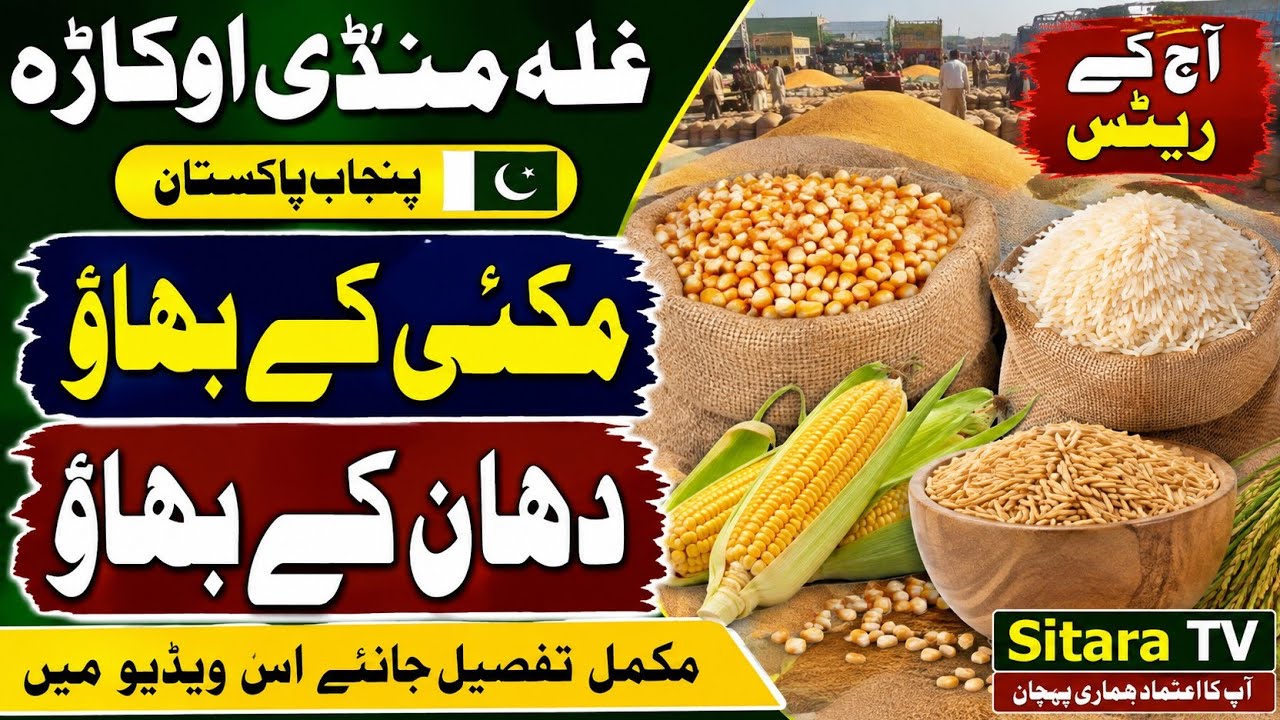 Okara Galla Mandi Today Rates | Maize & Paddy Prices | Latest Grain Market Update | 30 August 2026
