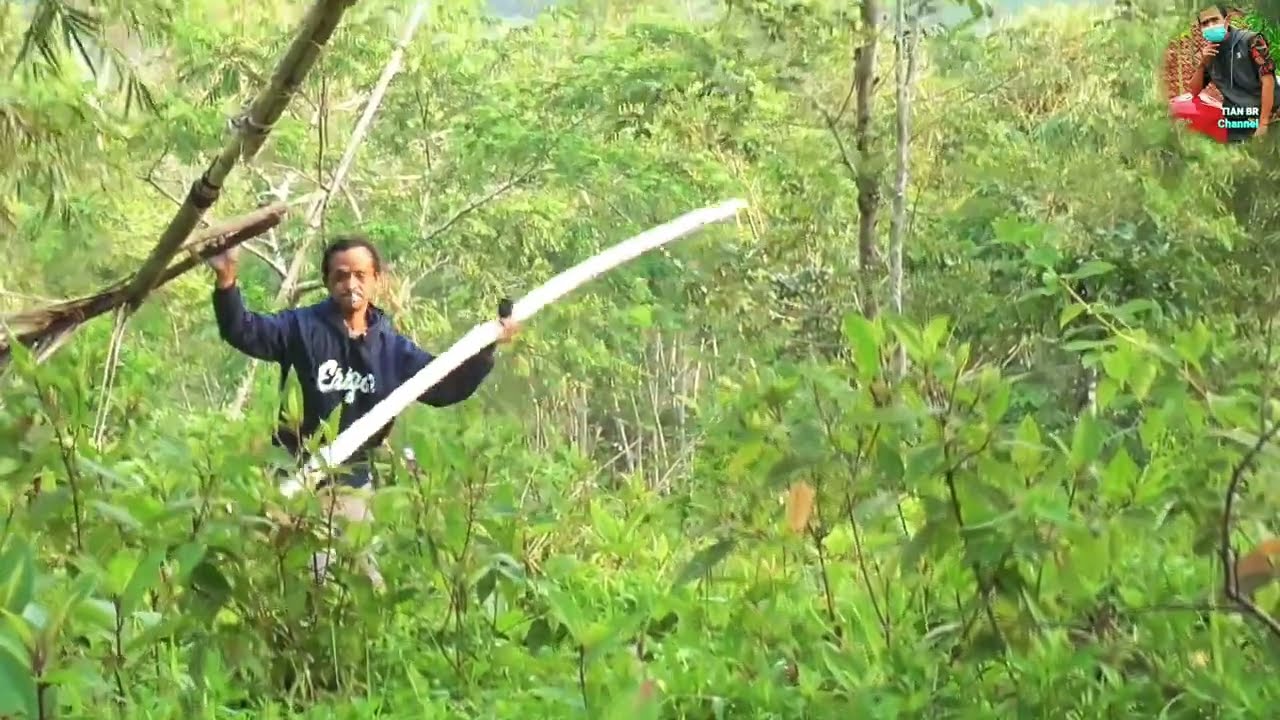 SERU NYA MELIHAT KOLECER JUARA FESTIVAL KOLECER 4 METER..