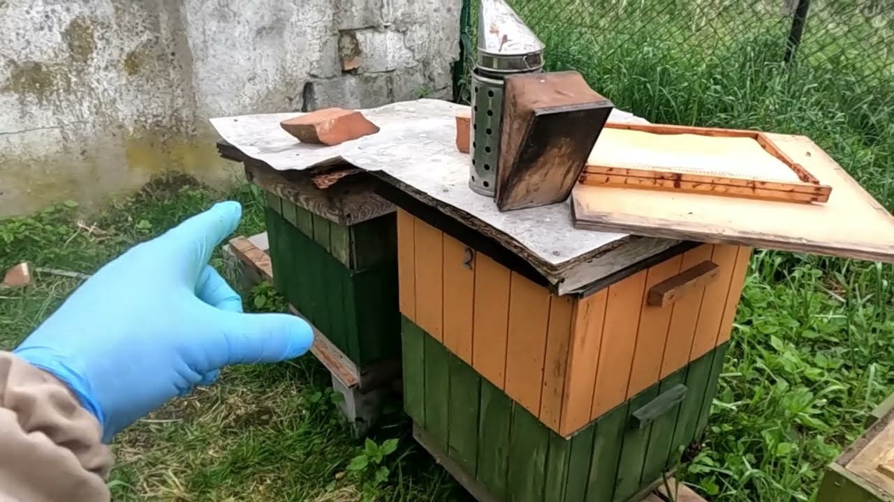 Koniec miodobrania! Ostatnie wirowanie miodu rzepakowego