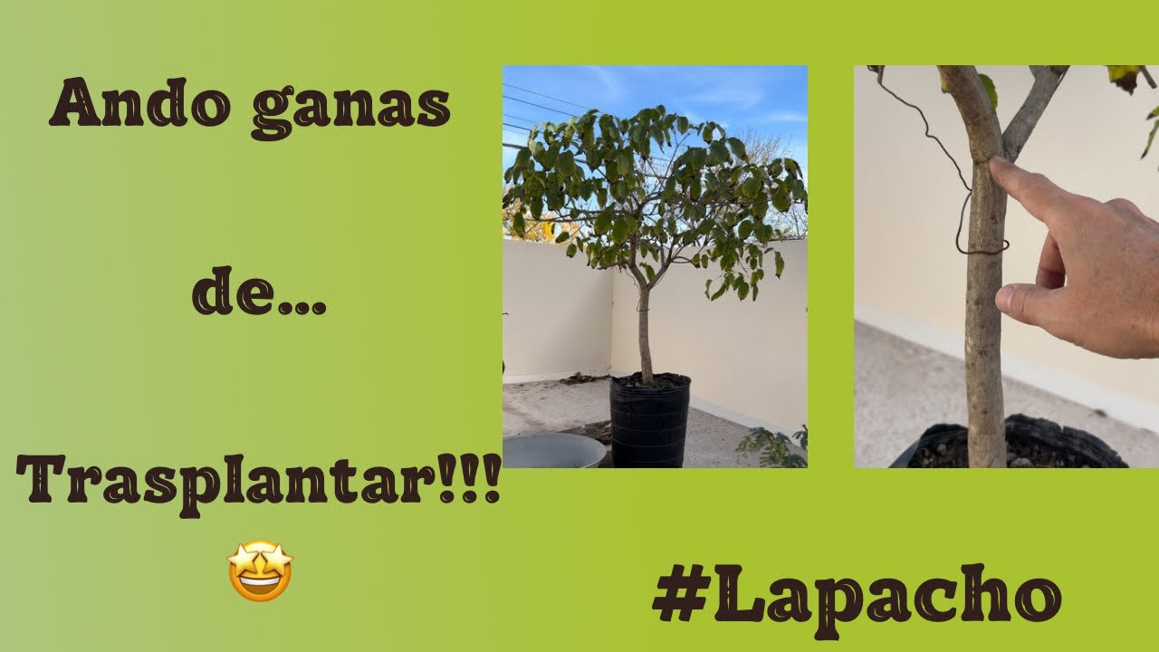Ando con ganas de trasplantar este Lapacho Rosado…🤩