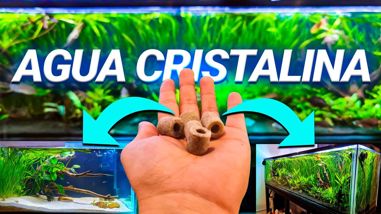 Así mantengo el AGUA CRISTALINA en mis ACUARIOS | TIPS Y CONSEJOS
