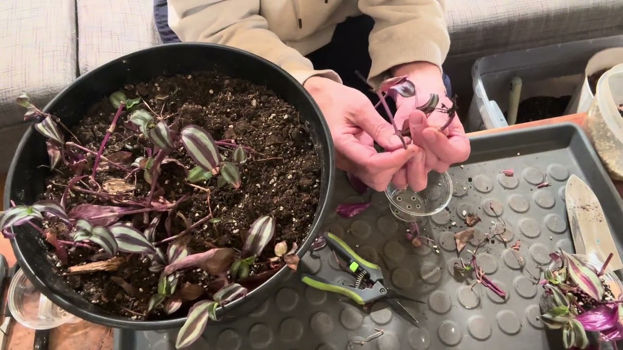 Tradescantia zebrina propagation SIMPLE STUPID 