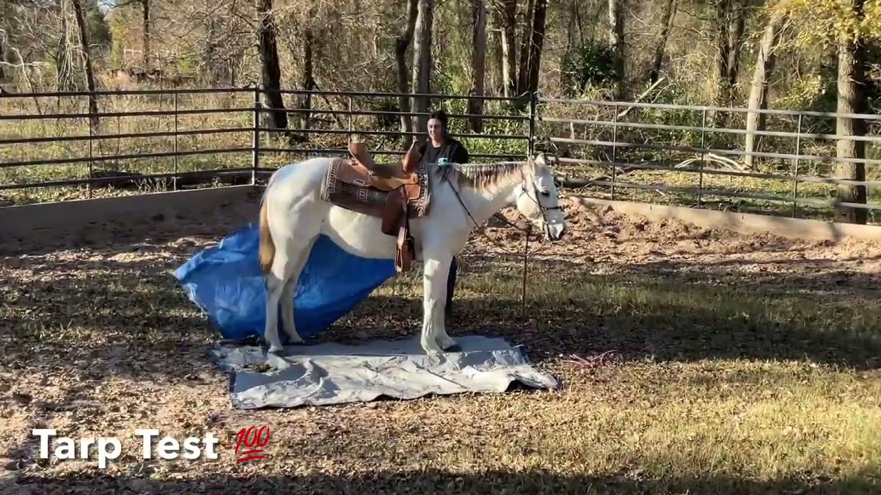 Freckles Smart Doc ⛳️😘 SOLD 💎🩷  Palomino Registered Mare for ANY RIDER