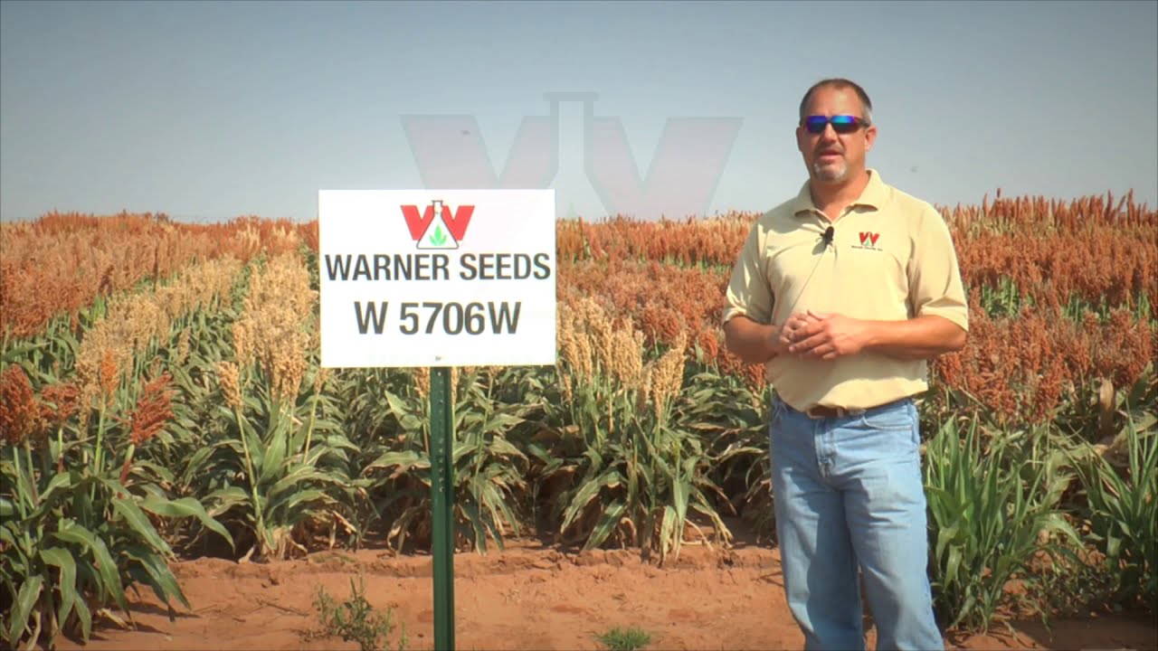 W 5706W   Hybrid Grain Sorghum