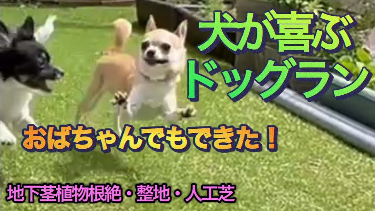【犬が喜ぶドッグランおばちゃんDIY】低予算/簡単整地/￼人工芝
