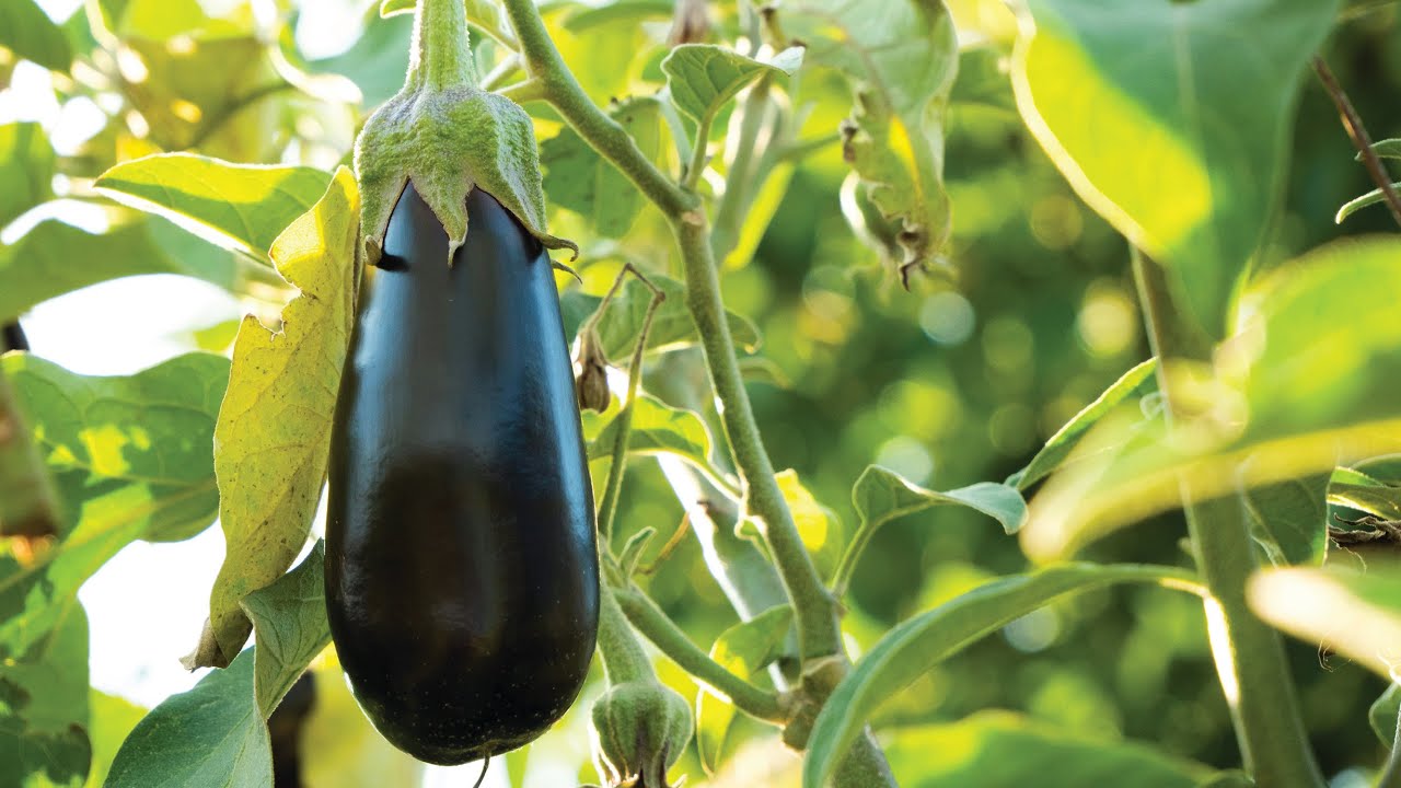 Culture de l'aubergine