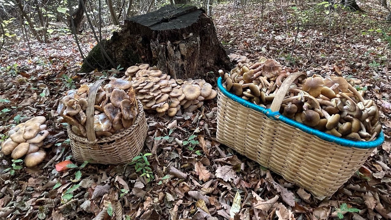 Дубовые Опята! Фейк или Реальность