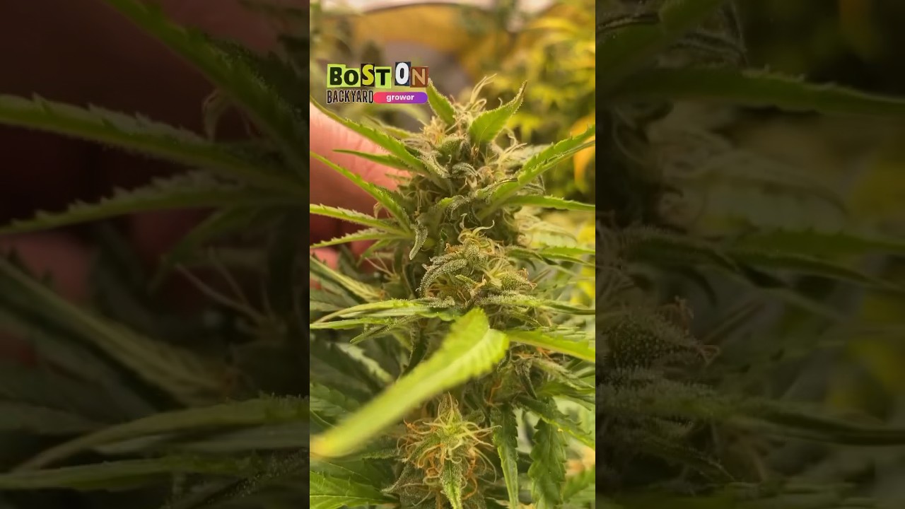 Cannabis Breeding | Create Your Own Cannabis Strain #strain #diy #seeds #shorts