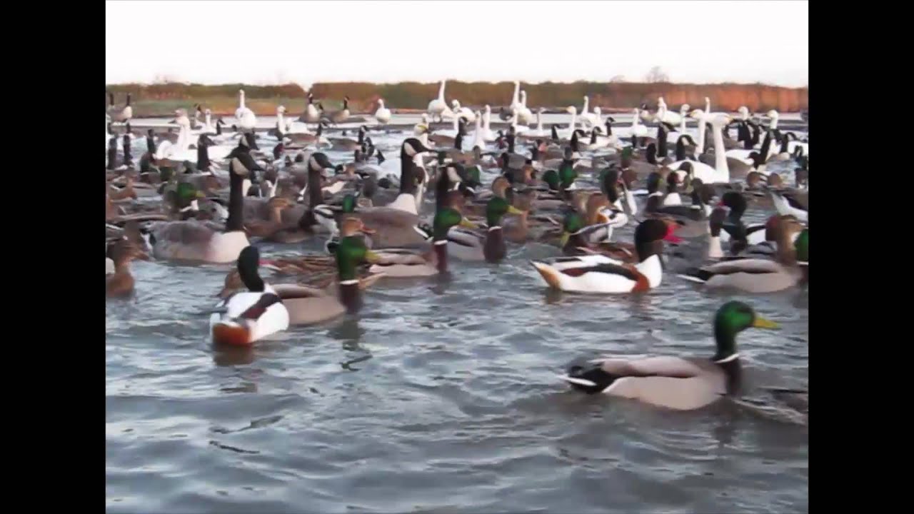 WWT Slimbridge: Swan feed