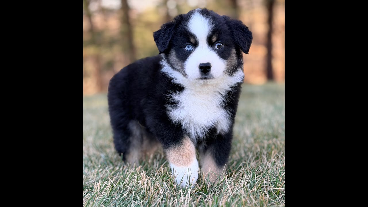 Rocco is a beautiful Mini Aussie Puppy for sale...  He has pretty eyes..!!