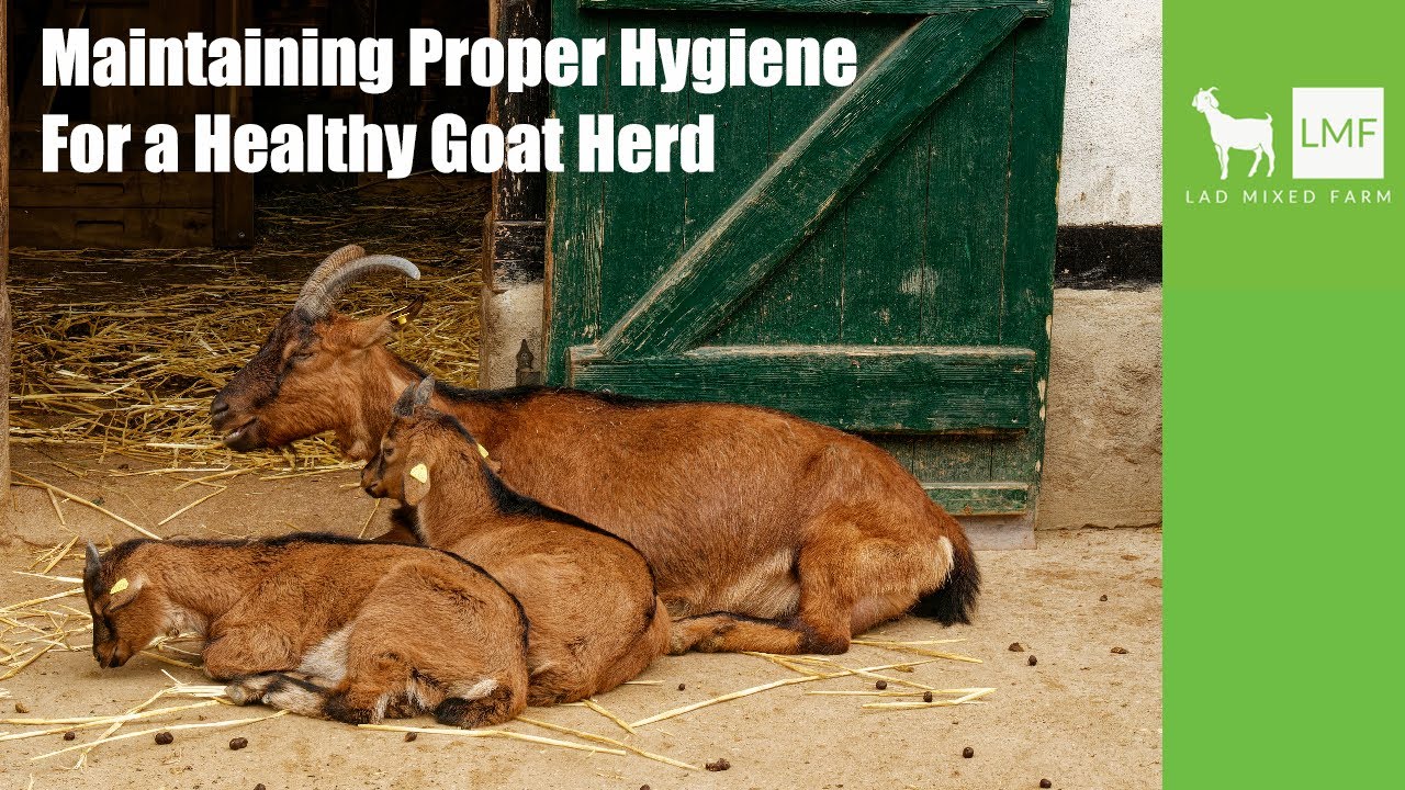 The Importance Of Maintaining Proper Hygiene On Your Goat Farm