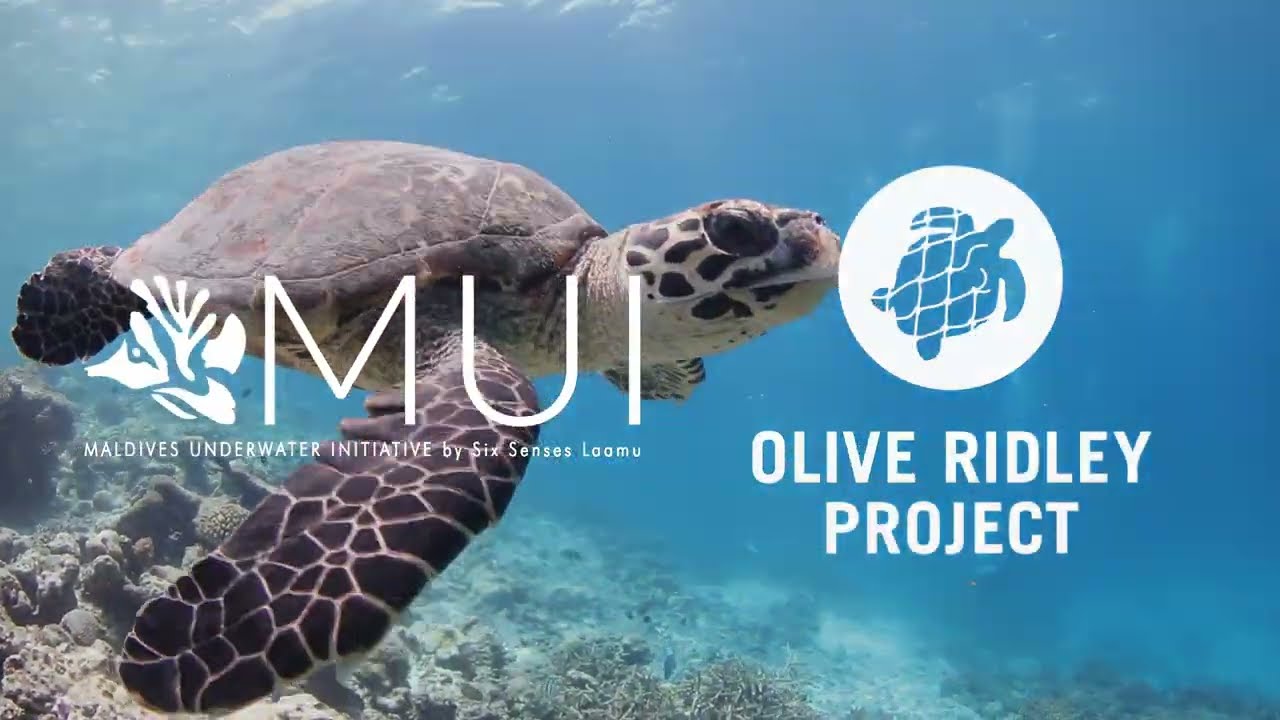 Protecting Turtles in Laamu Atoll, Maldives, with Olive Ridley Project and MUI