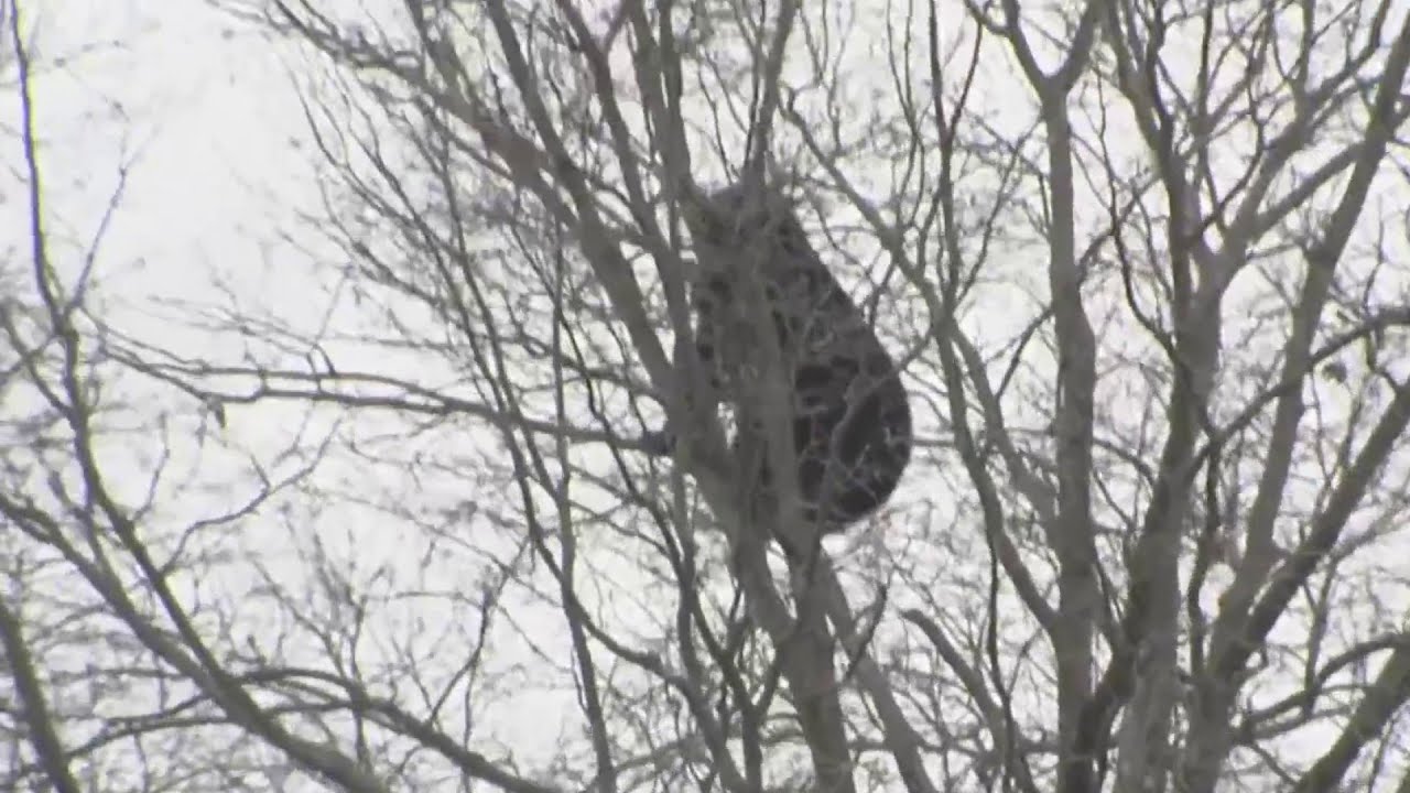 Bear causes commotion at Westfarms