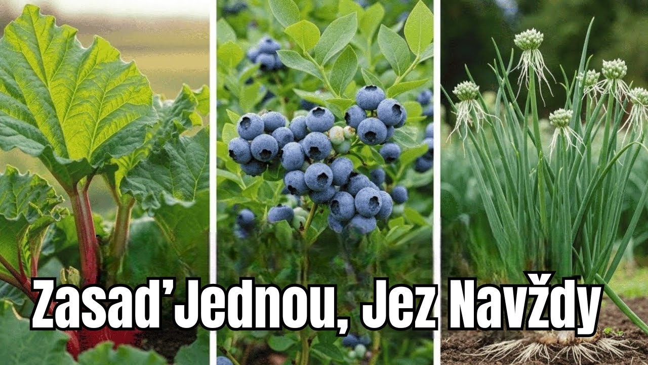 Zasaďte Těchto 9 Vytrvalých Plodin Pouze Jednou… A Sklízejte Navždy!