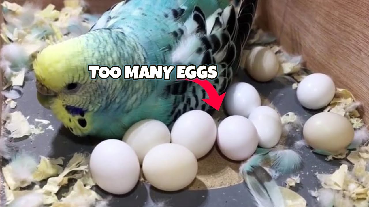 Budgie Growth Stages | Day 133 of Babies Time lapse🐦