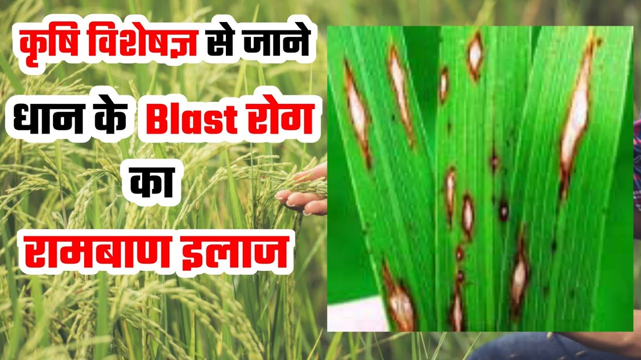 Rice Blast का रामबाण इलाज | Aise karein Rice Blast Ka 100% Control