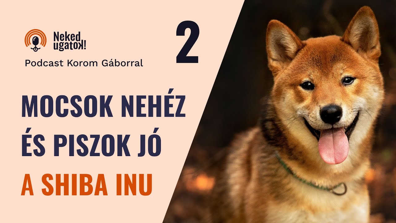 Mocsok nehéz egy Shiba Inu! | Fajtabemutató oktatói szemmel - Neked Ugatok! #2
