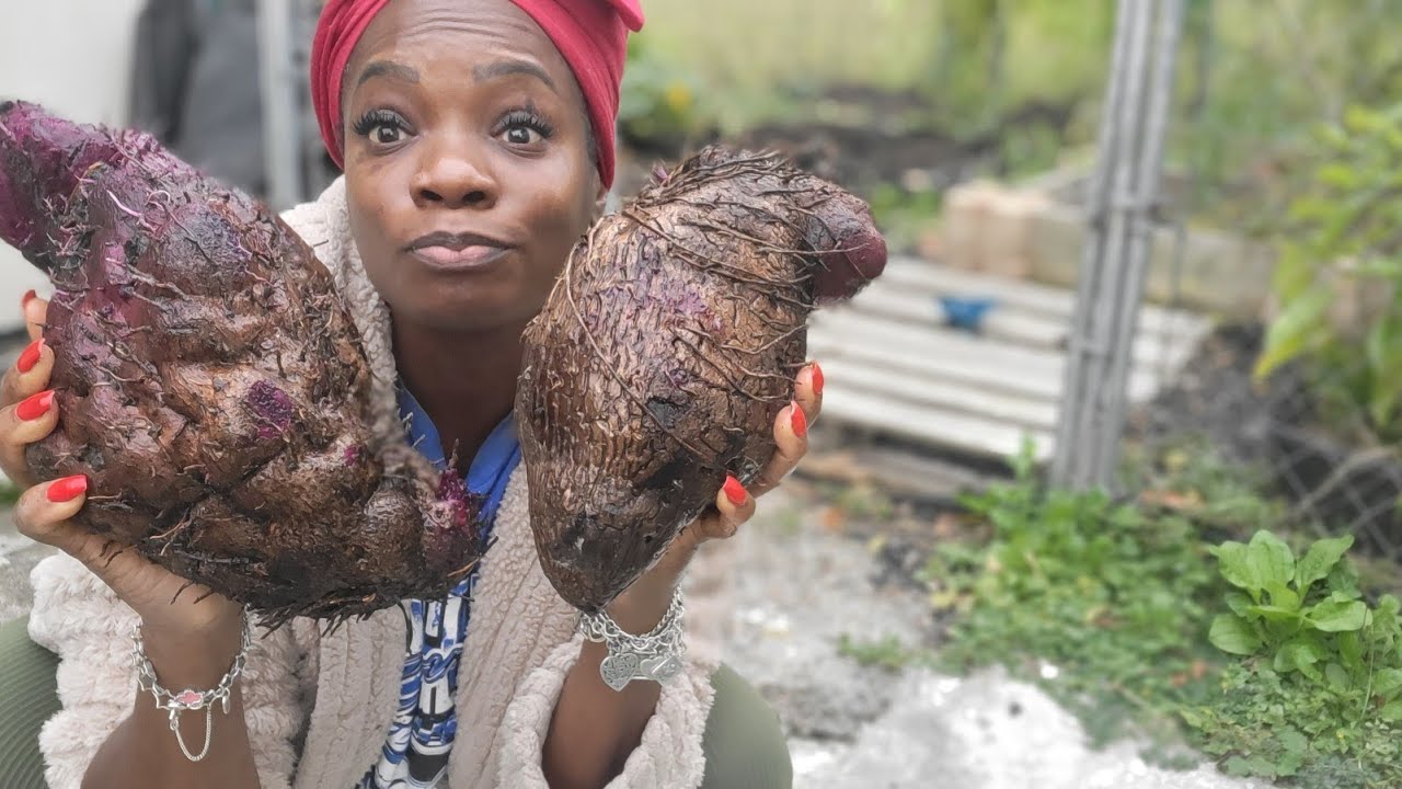 Digging yam,   preparing for winter 