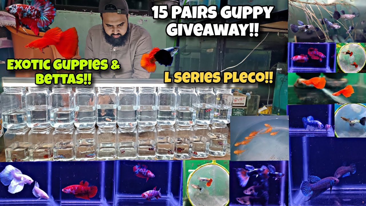 Plakat & Wild bettas, Exotic Guppies, L series plecos & 15 pairs guppy GIVEAWAY at S2 AQUATICS